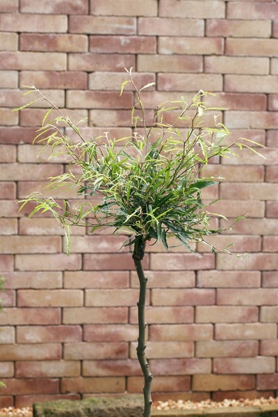 Fagus sylvatica 'Mercedes', Rotbuche, 30–40 cm