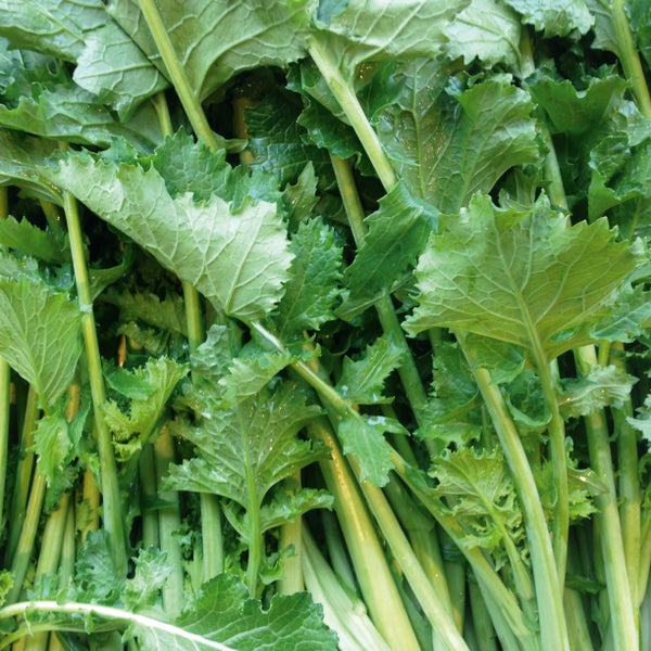 Frischer Stängelkohl Cime di Rapa mit grünen Blättern und Stielen.