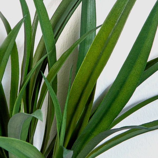 Nahaufnahme einer Zimmerpflanze mit langen schmalen grünen Blättern.