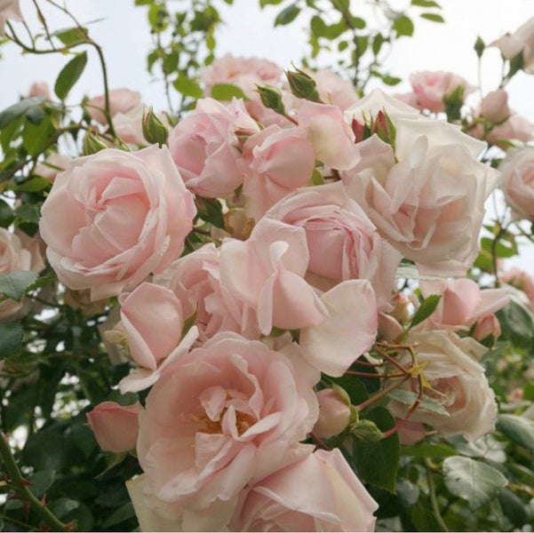 Nahaufnahme von blassrosa Rosenblüten und grünen Blättern