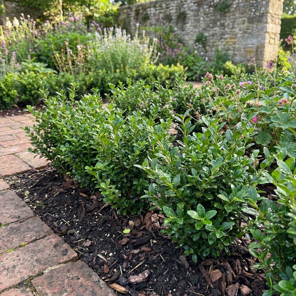 Kleine immergrüne Heckenpflanzen wie Buchsbaum in einem Gartenbeet entlang eines Ziegelwegs vor einer Steinmauer.