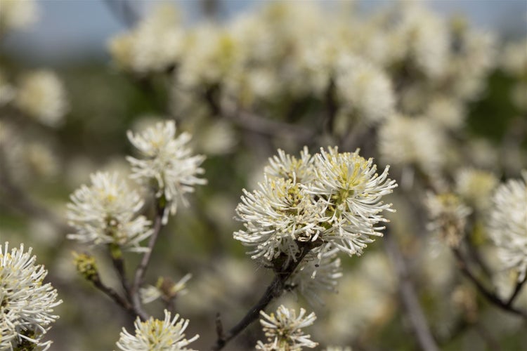 Fothergilla major, Federbuschstrauch, 30–40 cm