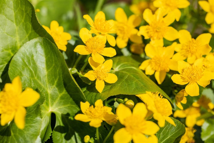 Sumpfdotterblumen mit grünen Blättern
