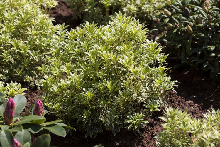 Pieris japonica 'Variegata', Japanische Lavendelheide, 20–25 cm