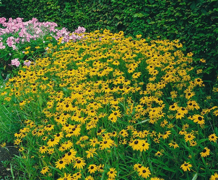Rudbeckia fulgida var. speciosa, Sonnenhut, gelb, ca. 9x9 cm Topf