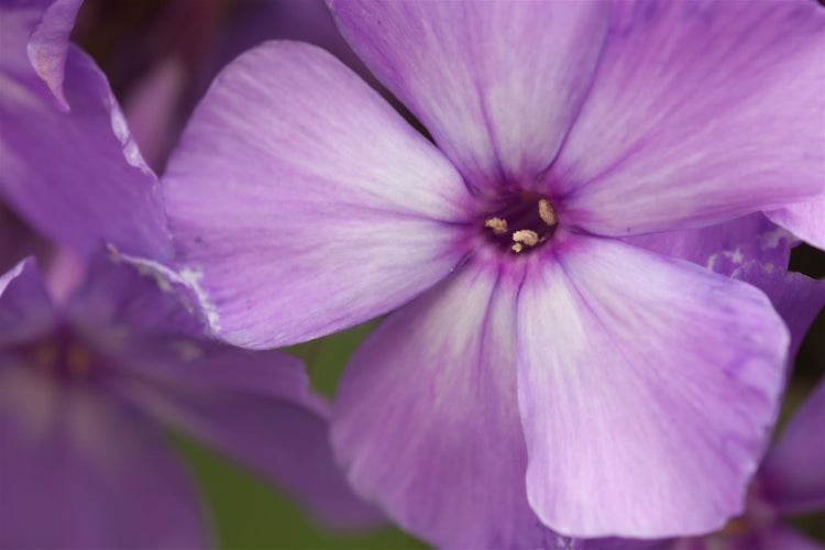 Phlox paniculata 'Blue Paradise', Flammenblume, blau-violett, ca. 11x11 cm Topf
