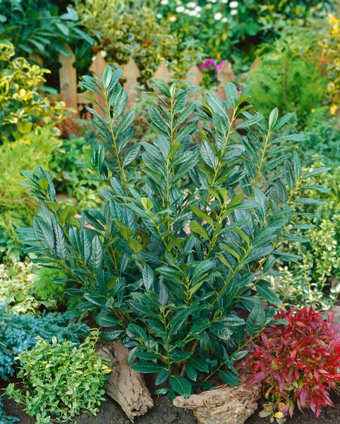 Prunus laurocerasus 'Diana', Kirschlorbeer, immergrün, 40–60 cm
