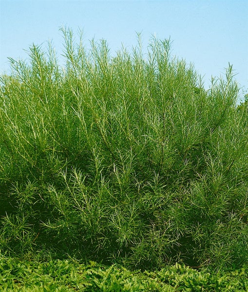 Salix rosmarinifolia, Rosmarin-Weide, 60–100 cm