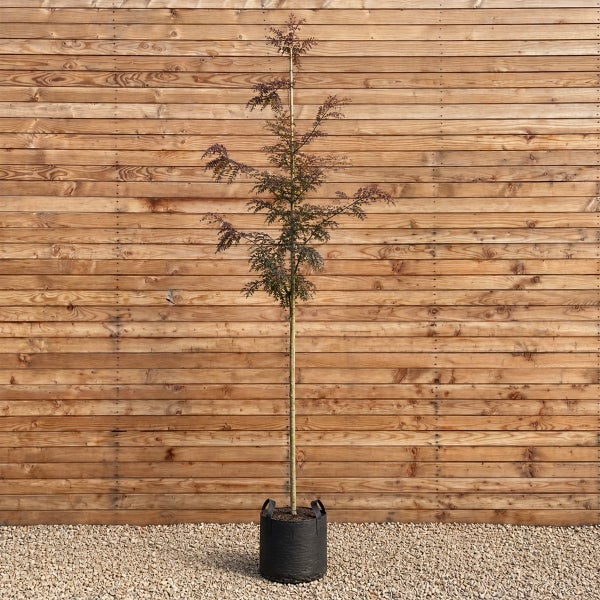 Junger Baum mit filigranen Blättern in einem schwarzen Pflanzgefäß vor einer Holzwand.