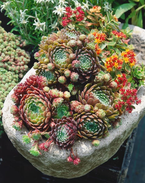 Sempervivum x cult.'Hey Hey', Hauswurz, ca. 9x9 cm Topf