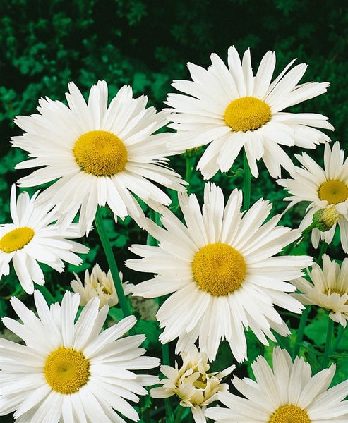 Leucanthemum x superbum 'Silberprinzesschen', Margerite, weiß, ca. 9x9 cm Topf