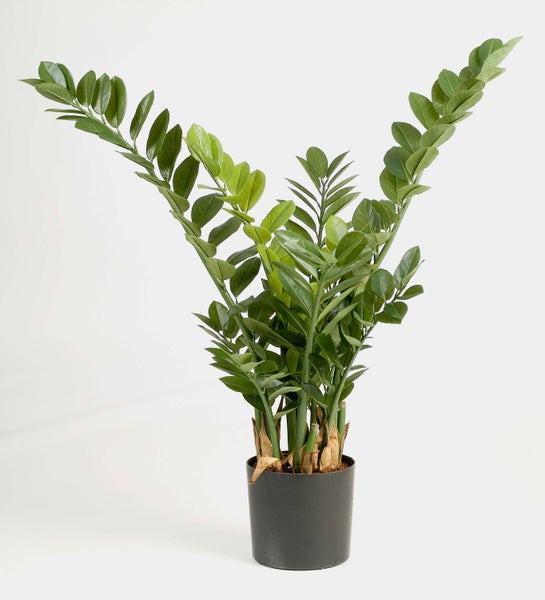 Zamioculcas zamiifolia, Glücksfeder, in einem schwarzen Kunststofftopf mit glänzenden grünen Blättern.