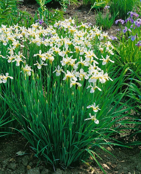 Iris sibirica 'Snow Queen', Sibirische Schwertlilie, weiß, ca. 11x11 cm Topf