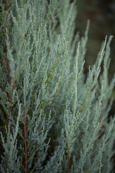 Juniperus scopulorum 'Blue Arrow', Säulenwacholder, blaugrün, 60–80 cm