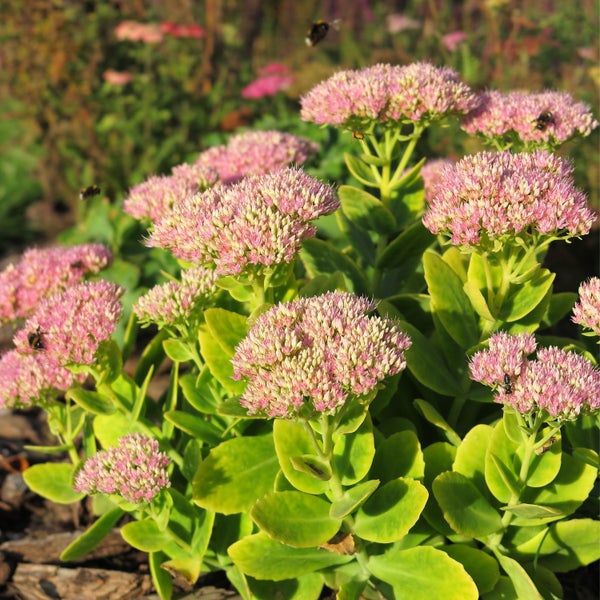 Nahaufnahme einer Fetthenne mit rosa Blüten und Bienen im Garten.