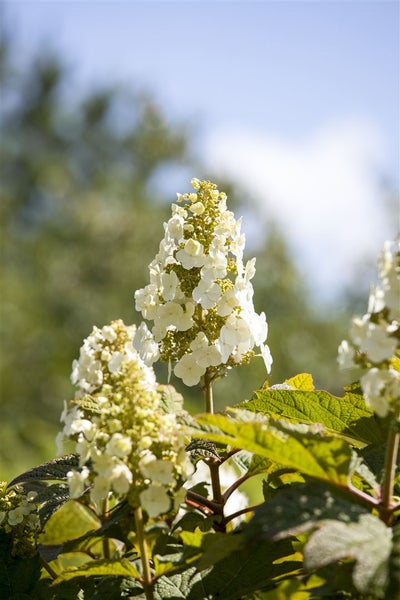 Hydrangea quercifolia 'Applause', Eichenblatthortensie, 40–60 cm