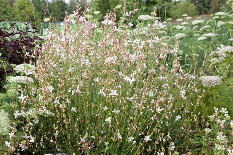 Gaura lindheimeri 'Gambit White', Prachtkerze, weiß, 2-3 Liter Container