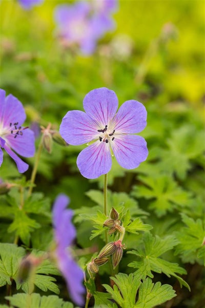 Geranium himalayense 'Baby Blue', Storchschnabel, hellblau, ca. 9x9 cm Topf