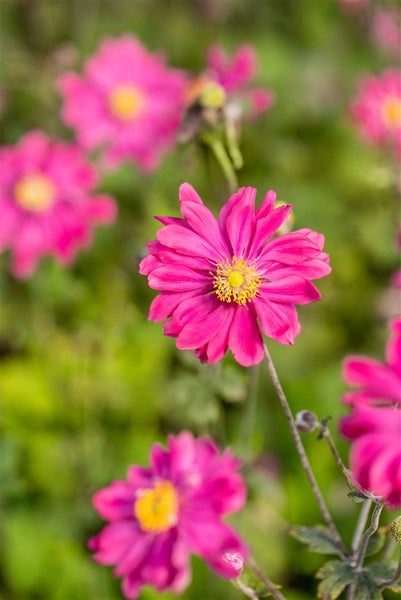 Anemone japonica 'Bressingham Glow', Herbstanemone, rosa, ca. 9x9 cm Topf