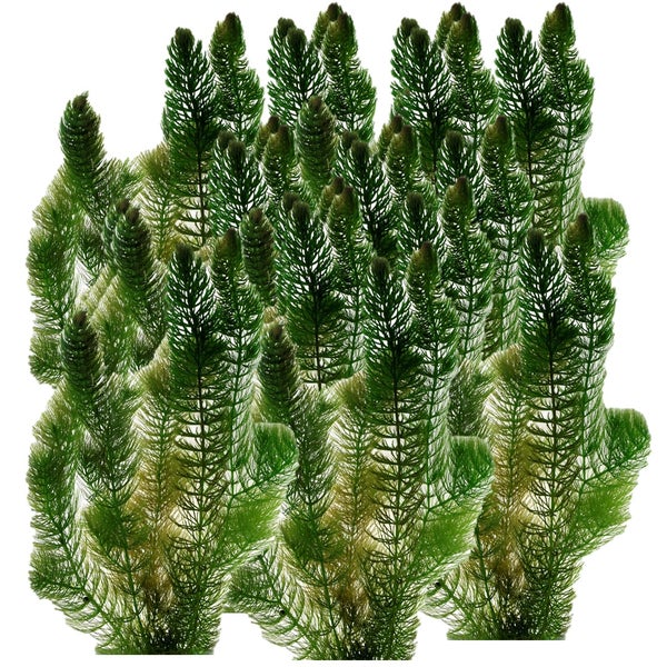 Hornblatt Ceratophyllum demersum, feinblättrige grüne Aquarienpflanze im Bund.