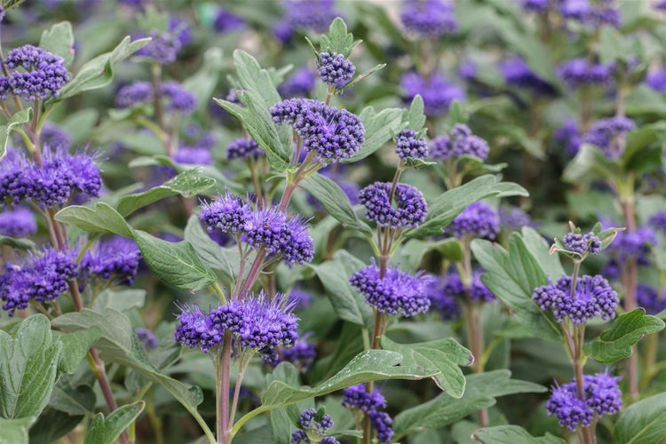 Caryopteris clandonensis 'Grand Bleu', Bartblume, blau, 40–60 cm