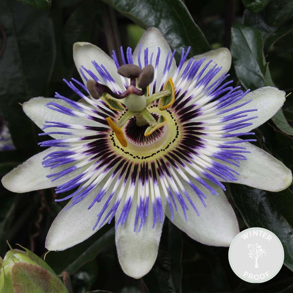 Passiflora caerulea – Passionsblume – Kletterpflanze – Winterheart – ⌀15 cm – ↕ 60-70 cm