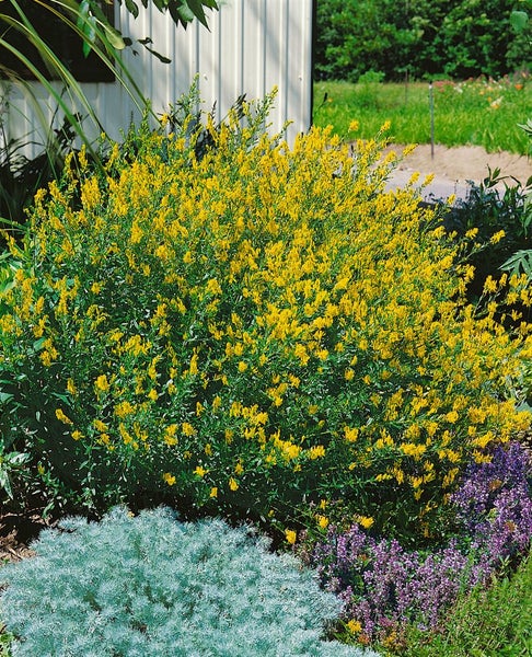 Genista tinctoria, Färber-Ginster, gelb, 30–40 cm
