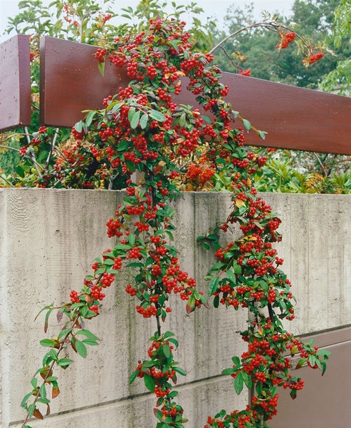Cotoneaster watereri 'Pendulus', Zierstrauch, 80–100 cm
