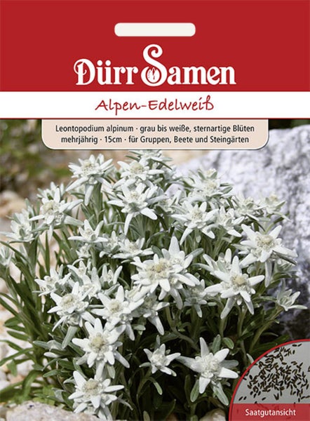 Dürr Samen Logo auf Samenpackung für Alpen-Edelweiß, Leontopodium alpinum, mit Abbildung der sternförmigen Blüten und Ansicht des Saatguts.