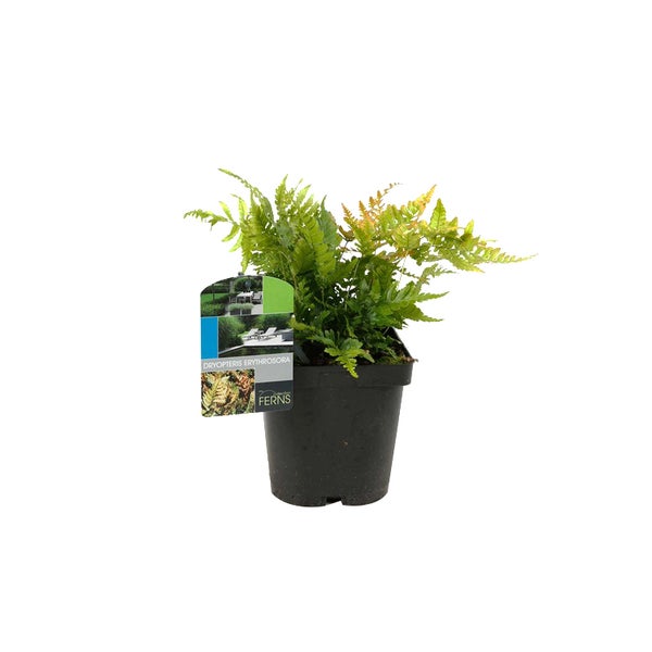 Japanischer Regenbogenfarn in einem Topf