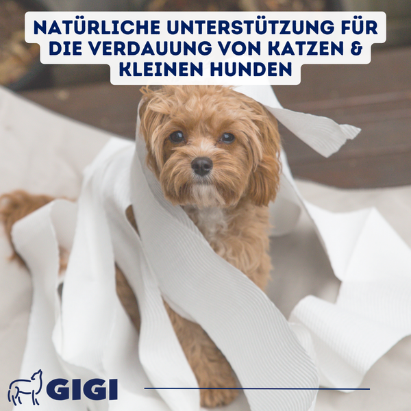 Kleiner Hund mit weißem Stoff. Natürliche Unterstützung für die Verdauung von Katzen und kleinen Hunden.