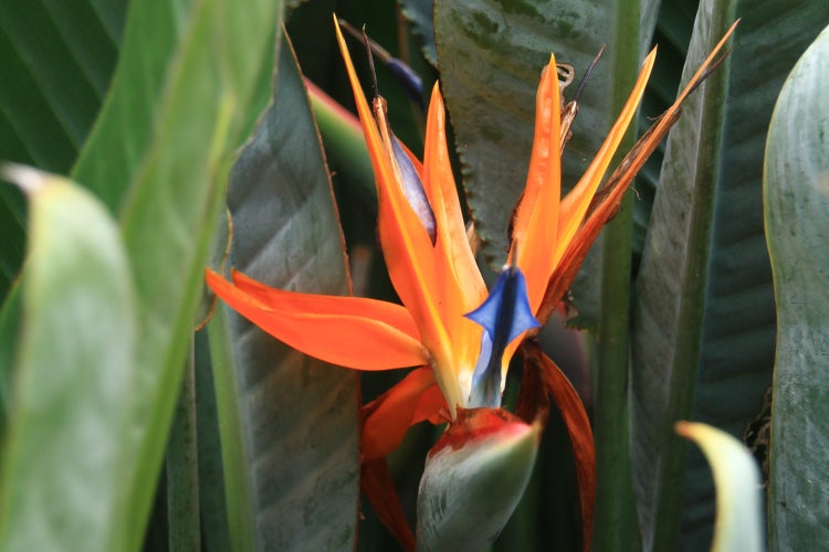 SAFLAX Garden to go - Paradiesvogelblume (reginae) - Strelitzia reginae - 5 Samen - Mit Topf, Klima - Deckel und Anzuchtsubstrat