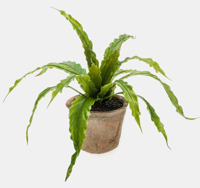 Grüner Nestfarn mit gewellten Blättern in einem Terrakottatopf.