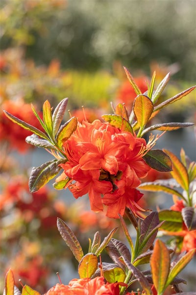 Rhododendron luteum 'Fireball', gelb-orange, 40–50 cm