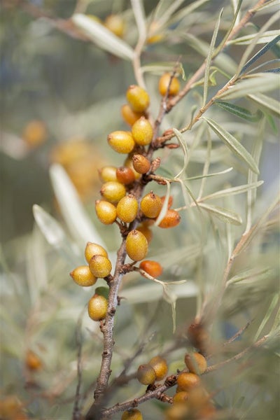 Hippophae rhamnoides, Sanddorn, 60–100 cm