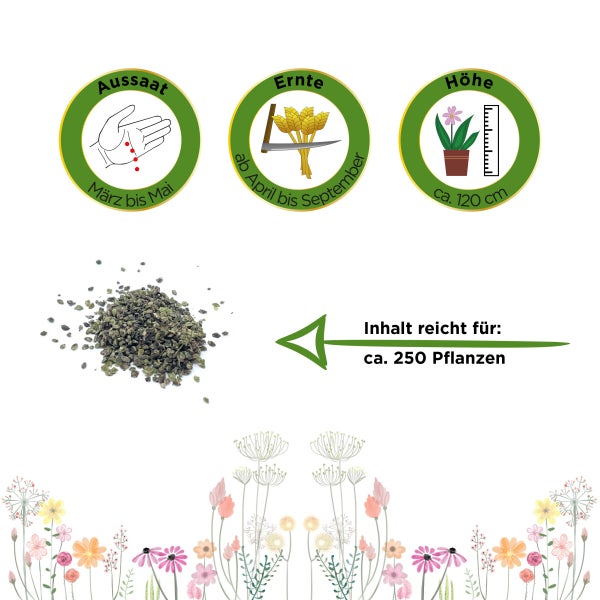 Brennnessel große Samen von Deine Gartenwelt