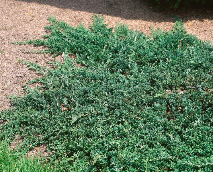 Juniperus horizontalis 'Wiltonii', Kriech-Wacholder, 20–25 cm
