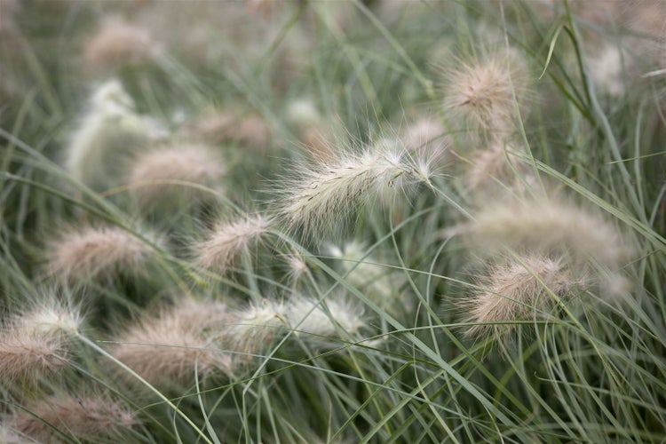 Pennisetum villosum, Lampenputzergras, flauschig, ca. 9x9 cm Topf