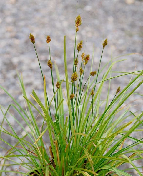 Carex acutiformis, Sumpf-Segge, ca. 9x9 cm Topf