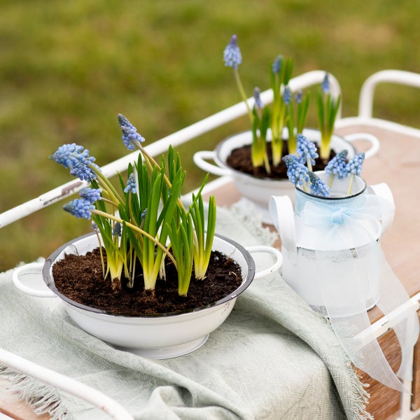 Szene mit blauen Traubenhyazinthen in Schalen und einer Gießkanne auf einem Tisch.