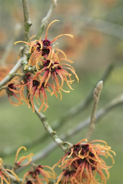 Hamamelis intermedia 'Jelena', Zaubernuss, kupferorange, 40–60 cm