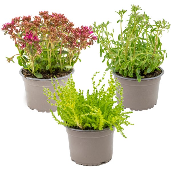 3x Rockplants Mix – Felsenpflanzen – Bodendecker – Pflegeleicht – ⌀14 cm - ↕10-15 cm