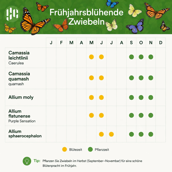Hornbach Logo. Pflanz- und Blütezeitkalender für Camassia und Allium Zwiebeln. Pflanzen von September bis November, Blüte von Mai bis Juli.