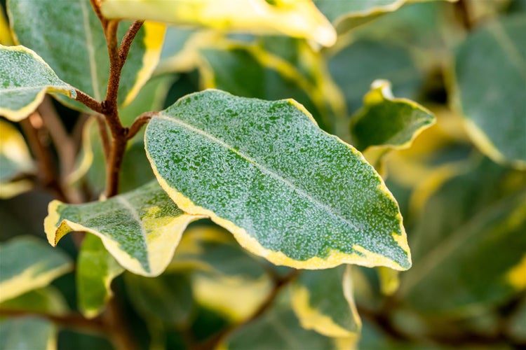Elaeagnus ebbingei 'Limelight', silberbunt, 40–60 cm