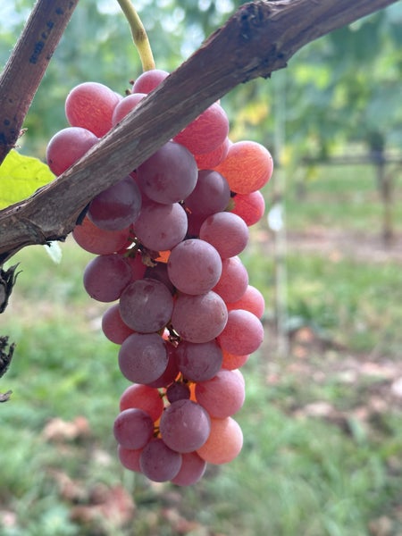 Eine Traube reifer roter Weintrauben hängt an einem Rebstock in einem Weinberg