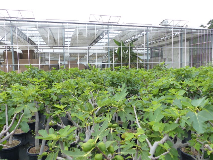 Feigenbaum 180 cm Stammumfang 14 - 20 cm, winterhart, kräftiger Stamm, Ficus Carica, Feige, Obst