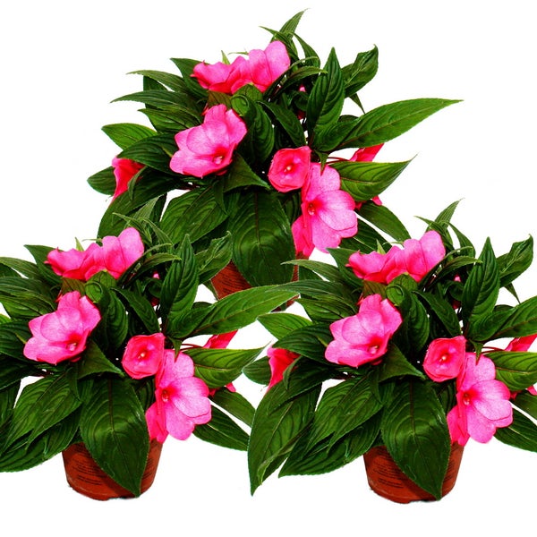 Edel-Lieschen - Impatiens Neu-Guinea - 12cm Topf - Set mit 3 Pflanzen - Lila
