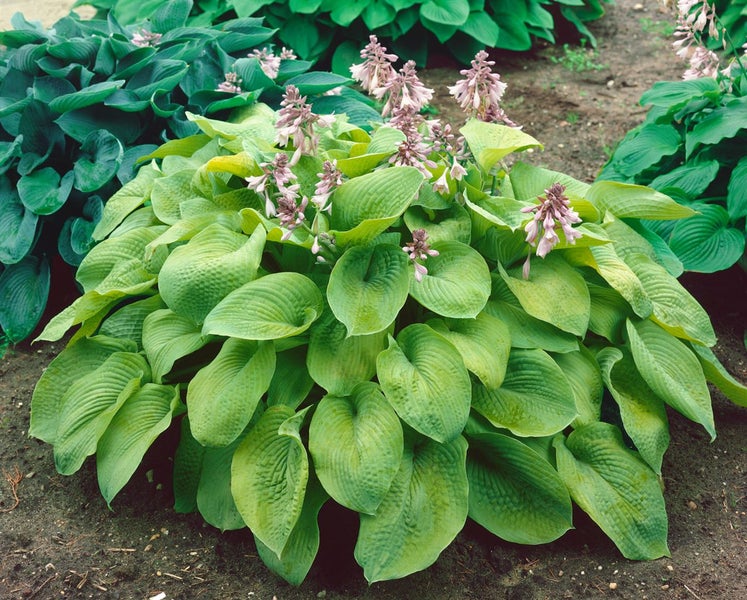 Hosta sieboldiana, Blaublatt-Funkie, ca. 11x11 cm Topf, dekoratives Laub
