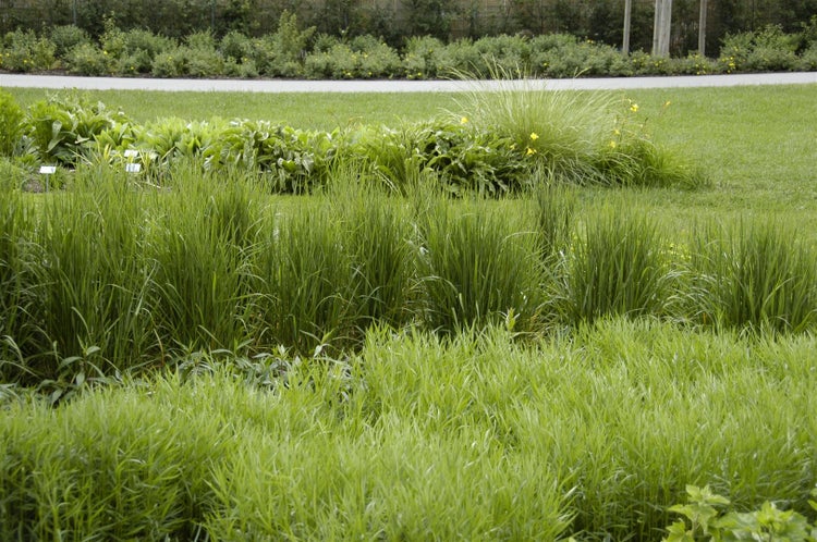 Calamagrostis x acutiflora 'Karl Foerster', Reitgras, 3-5 Liter Container