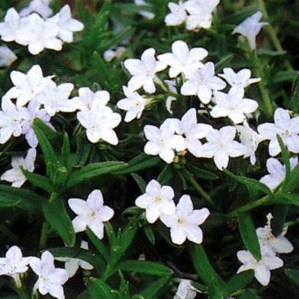 Blütenpolster mit weißen Blüten